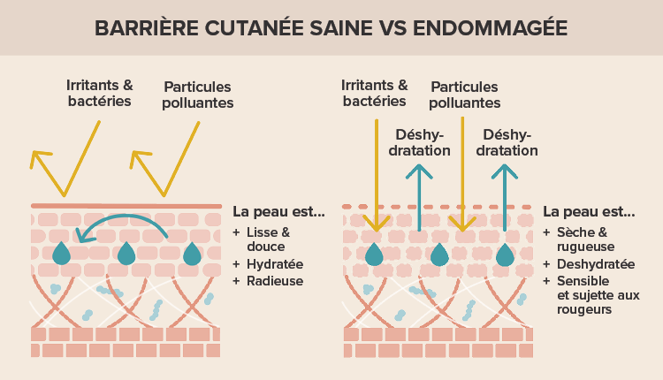 Barriere cutanee saine vs endommagee